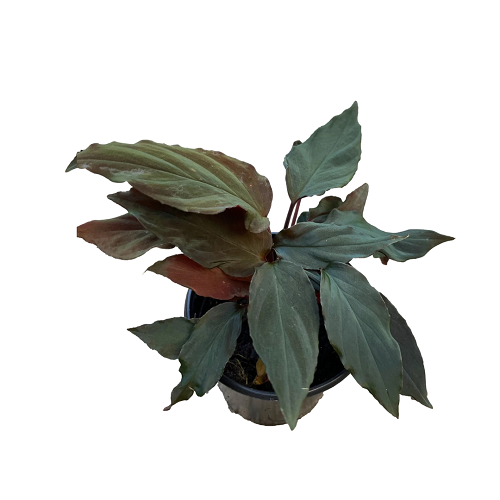 Homalomena humilis im topf