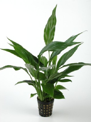 Spathiphyllum Mutterpflanze