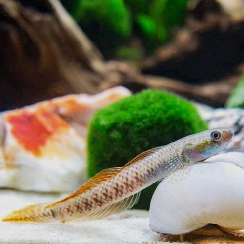Stiphodon sp. red