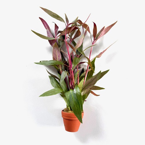 Alternanthera rosaeofolia - Rosablättriges Papageienblatt im terra cotta topf