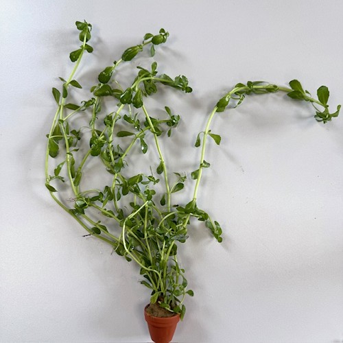 Bacopa crenata - Kleines Fettblatt im terra cotta topf