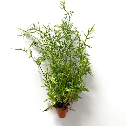 Ceratopteris cornuta - Gehörnter Hornfarn im terra cotta topf