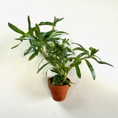 Heteranthera zosteraefolia - Seegrasblättriges Trugkölbchen im terra cotta topf