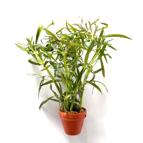 Eustralis stellata grob - Sternpflanze im terra cotta topf