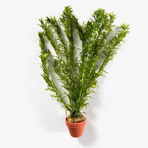 Elodea densa - Dichtblättrige Wasserpest im terra cotta Topf