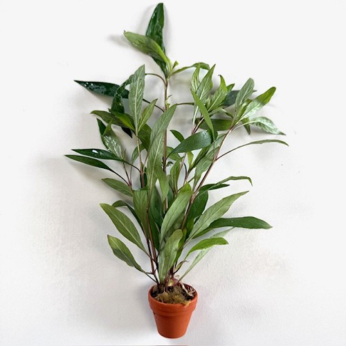 Hygrophila salicifolia - Weidenblättriger Wasserfreund im terra cotta topf