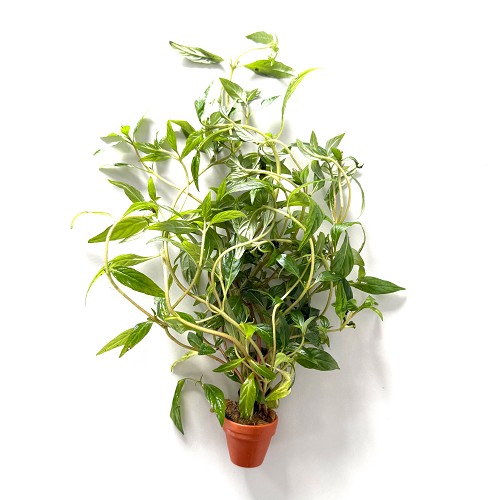 Hygrophila pantanl 'wavy - Behaarter Wasserfreund im terra cotta topf