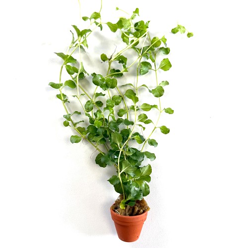 Lysimachia nummularia - Grünes Pfennigkraut im terra cotta topf