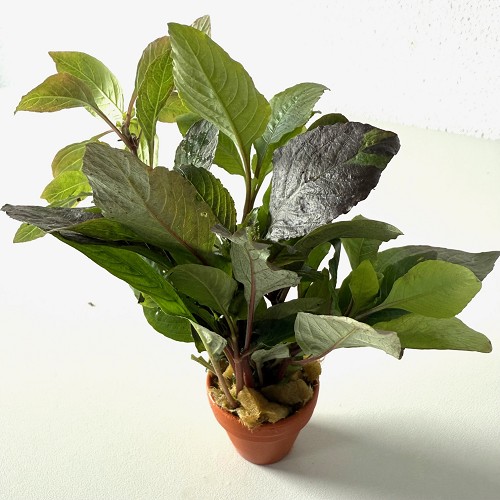 Hygrophila corymbosa - Riesen Wasserfreund im terra cotta topf