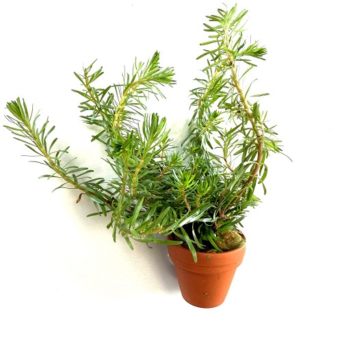 Rotala wallichii - Wallichs Rotala im terra cotta topf