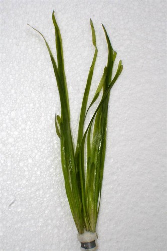 Vallisneria spiralis - Gewöhnliche Wasserschraube im bündel