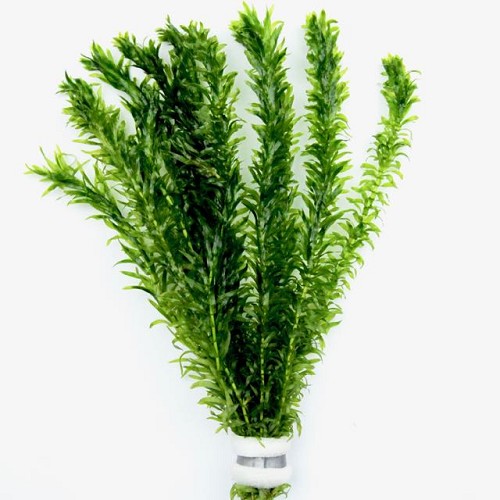 Elodea densa - Dichtblättrige Wasserpest im bündel