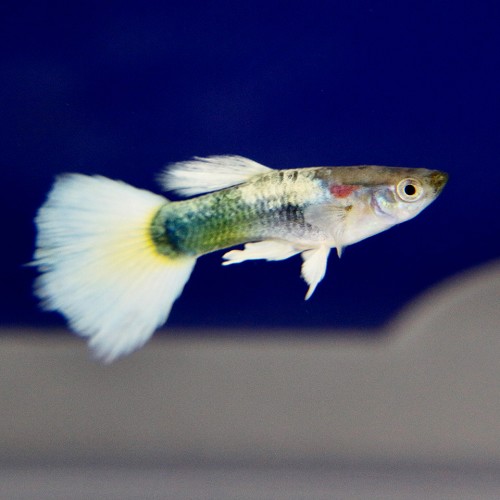 Poecilia reticulatus, Lebistes reticulatus - Guppy mann white tuxedo M