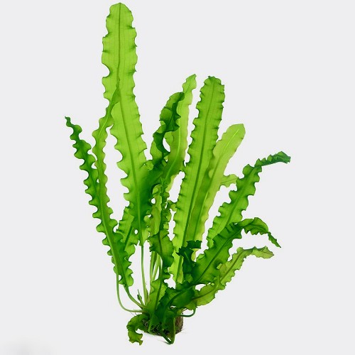 Aponogeton longiplumulosus - Gewellte Madagaskar Wasserähre knollen