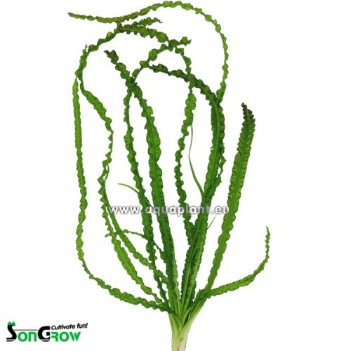 Crinum calamistratum - Dauerwellen Hakenlilie, Knolle