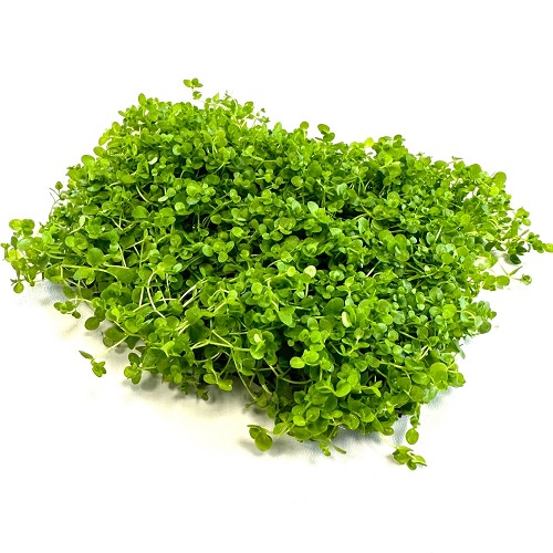 Perlenkraut auf einem stahlnetz 16x11 cm