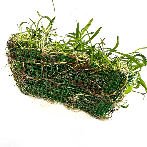 Lilaeopsis novae-zelandiae  auf einem stahlnetz 16x11 cm