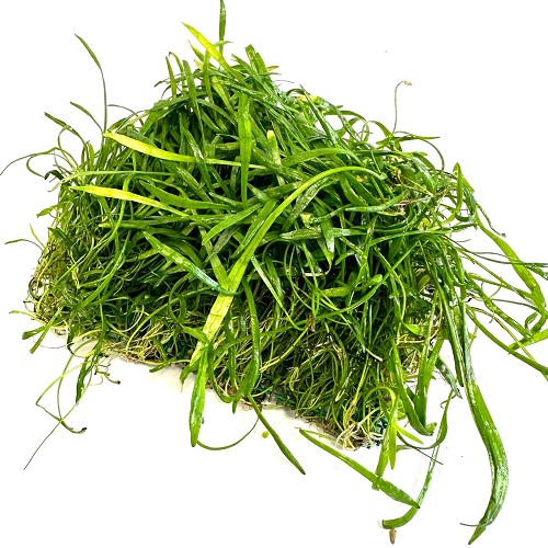 Lilaeopsis novae-zelandiae  auf einem stahlnetz 16x11 cm