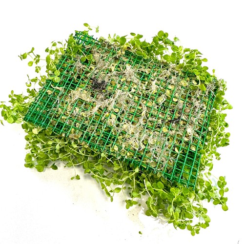 Micranthemum umbrosum auf einem stahlnetz 15x10 cm