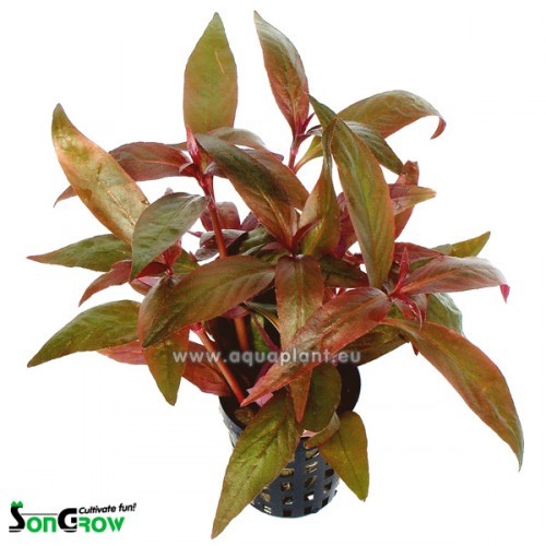 Alternanthera lilacina - Lilablättriges Papageienblatt im topf