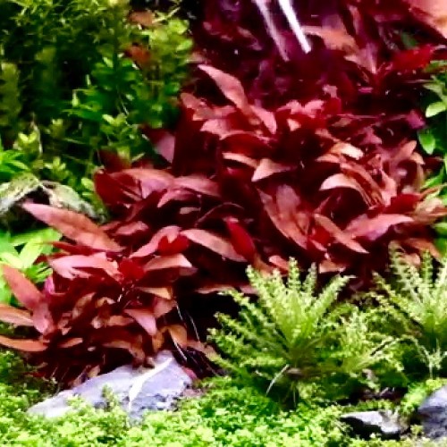Alternanthera reineckii mini - Mini Papageienblatt im topf