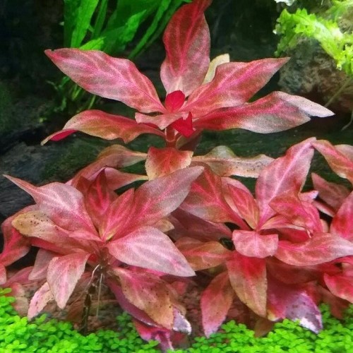Alternanthera reinickii rosanervig - Schmalblättriges, rosanerviges Papageienblatt im topf