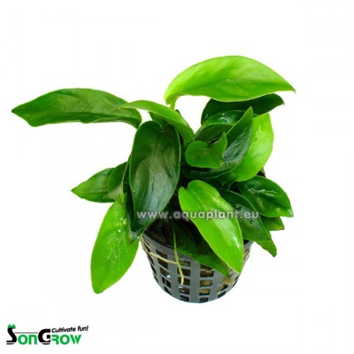 Anubias bonsai (nana mini) - Zwerg speerblatt, kleinstes im topf