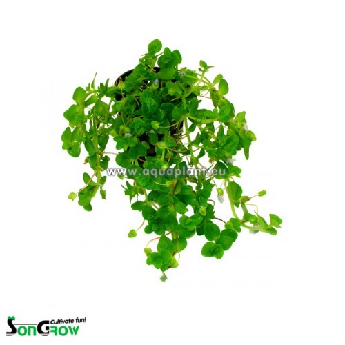 Bacopa australis - Südliches Fettblatt im topf