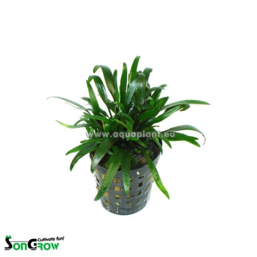 Cryptocoryne parva - Zwergwasserkelch im topf