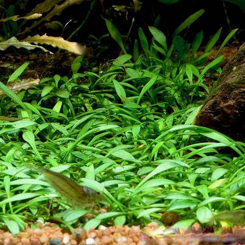 Cryptocoryne parva - Zwergwasserkelch im topf