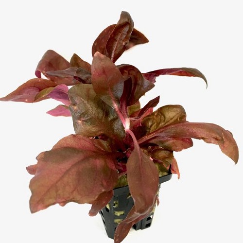 Alternanthera cardinalis dobbelt rot - Papageienblatt dobbelt rot im topf