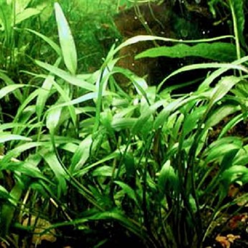 Cryptocoryne willisii - Willis Wasserkelch im topf