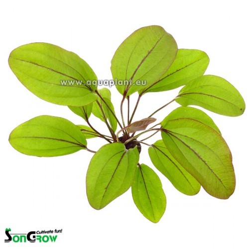 Echinodorus devils eye - Froschlöffel Teufelsauge im topf