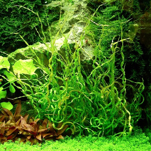 Echinodorus sp.tortifolia im topf