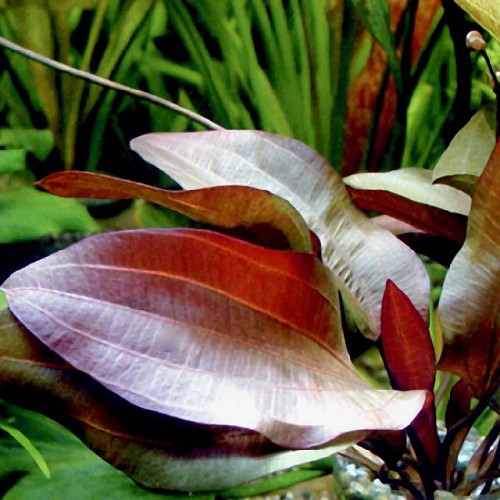 Echinodorus reni - Echinodorus Reni rot im topf