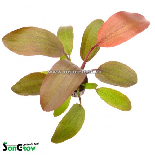 Echinodorus Hot pepper- Mittelgroße rotgefärbte Schwertpflanze im topf