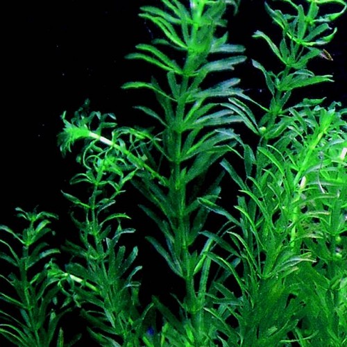 Egeria densa - Egeria densa im topf