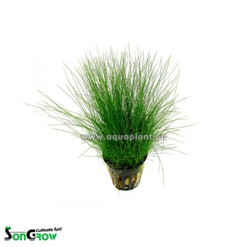 Eleocharis parvula - Nadelsimse im topf