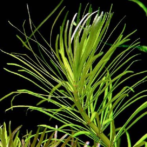 Eustralis stellata grob - Sternpflanze im topf