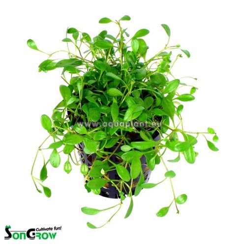 Glossostigma elantinoides - Australisches Zungenblatt im topf
