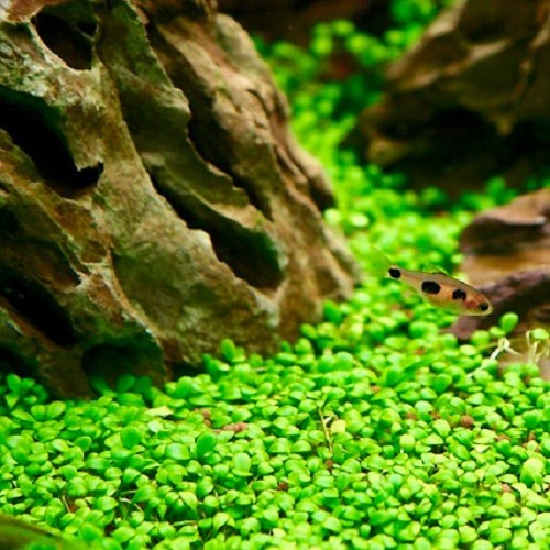 Glossostigma elantinoides - Australisches Zungenblatt im topf