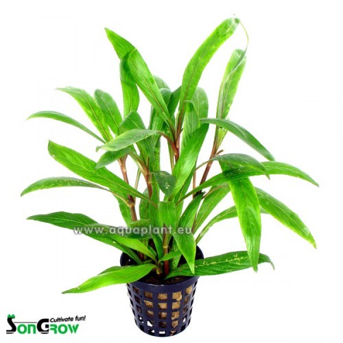 Hygrophila salicifolia - Weidenblättriger Wasserfreund im topf