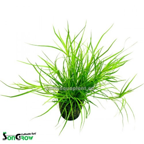 Juncus Repens - Kriechende Binse im topf