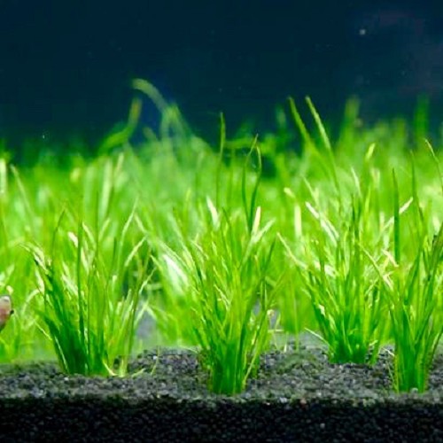 Lilaeopsis mauritiana - Mauritius Graspflanze im topf