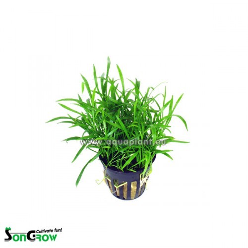 Lilaeopsis (novea zealandiae) - Neuseeland Graspflanze im topf