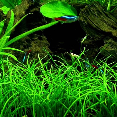 Lilaeopsis (novea zealandiae) - Neuseeland Graspflanze im topf