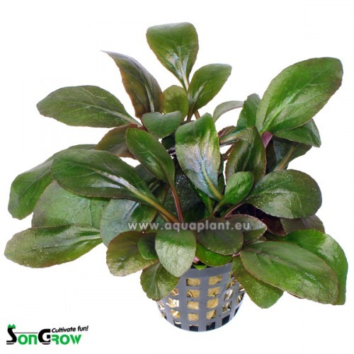 Lobelia cardinalis - Kardinalslobelie im topf