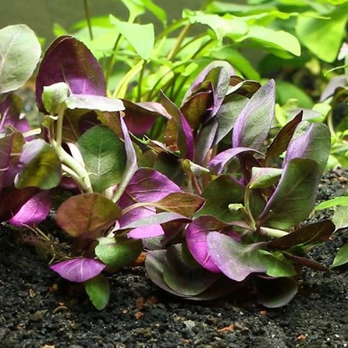 Lobelia cardinalis - Kardinalslobelie im topf