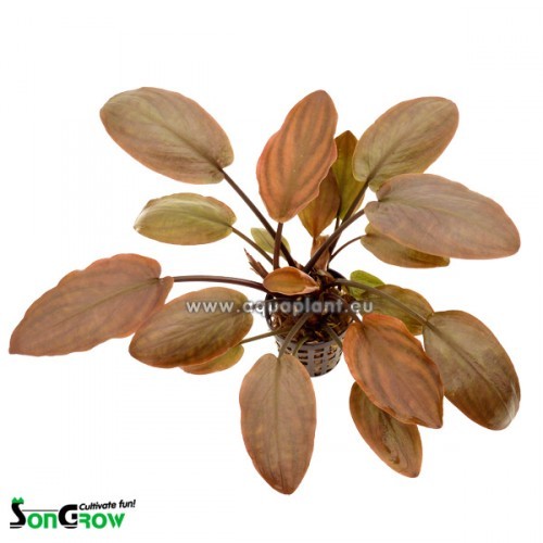 Lagenandra meeboldi red - Mebolds Lagenandra rot im topf