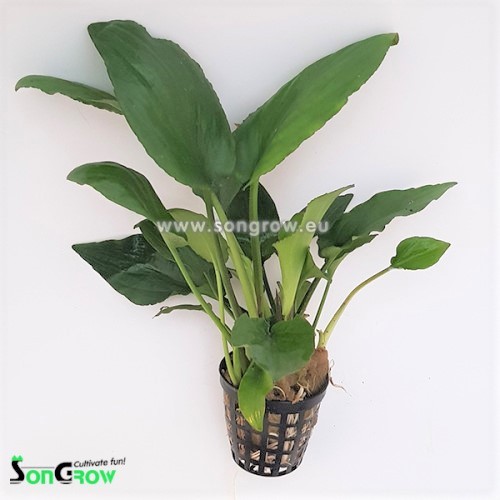 Lagenandra sp. green im topf